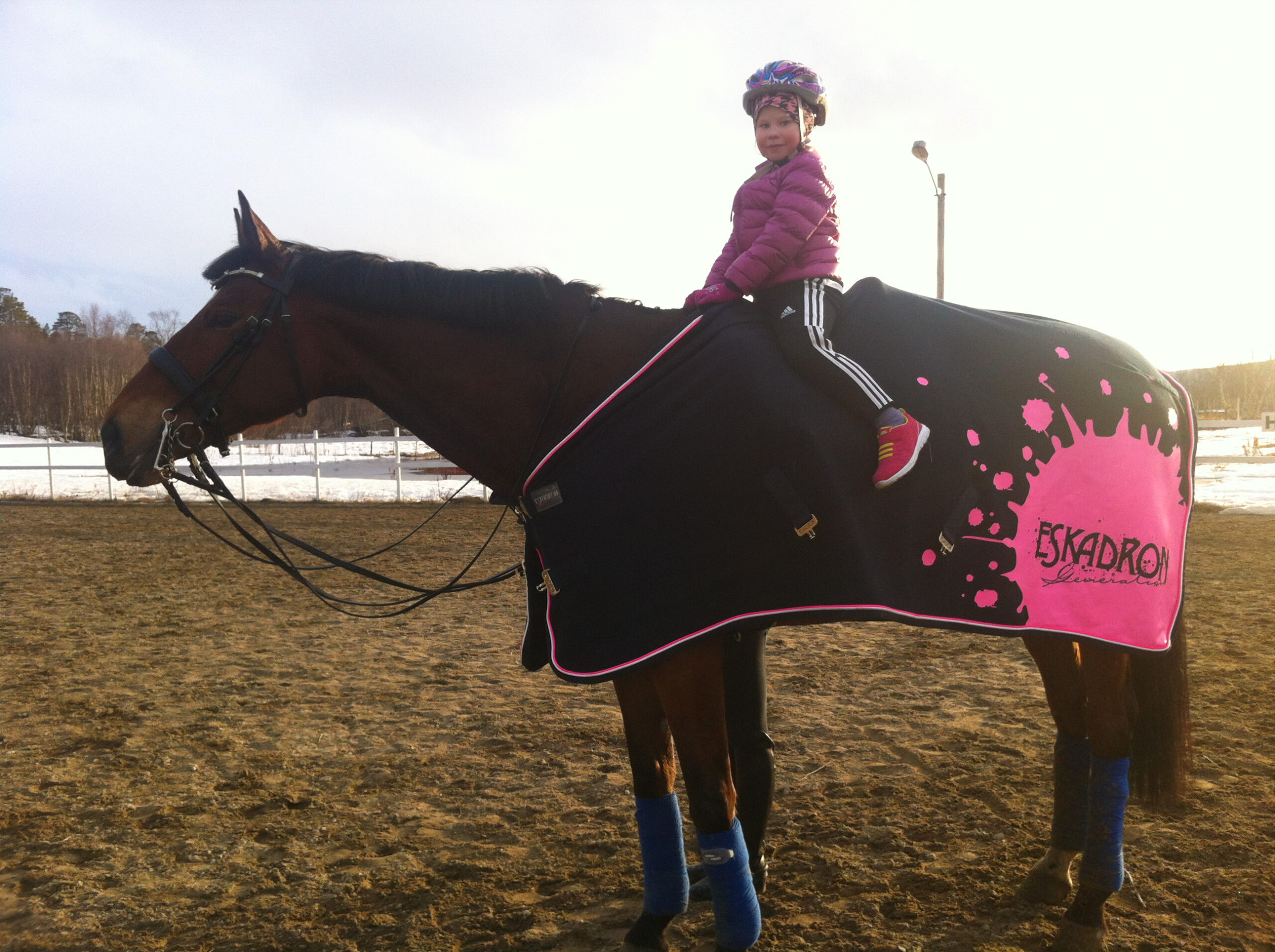 Ella lea álo beroštan heasttain. Govven: Priváhta